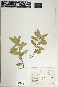 Quercus emoryi image