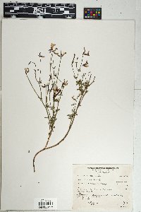 Acmispon rigidus image
