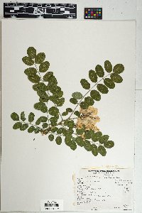Robinia neomexicana image