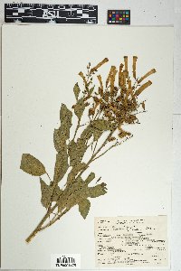 Nicotiana glauca image