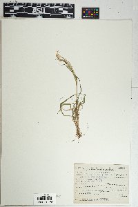 Leptochloa panicea image