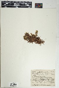Selaginella arizonica image