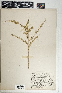 Baccharis pteronioides image