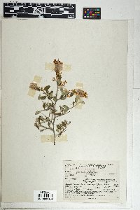 Ceanothus fendleri image