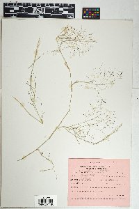 Muhlenbergia porteri image