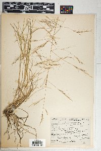 Aristida divaricata image