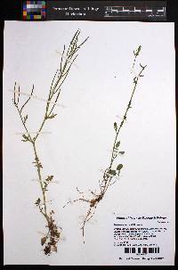 Barbarea verna image