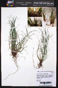 Carex umbellata image