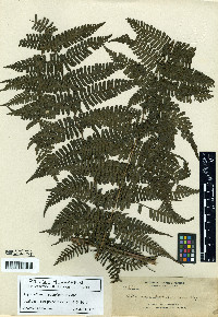 Diplazium costulisorum image
