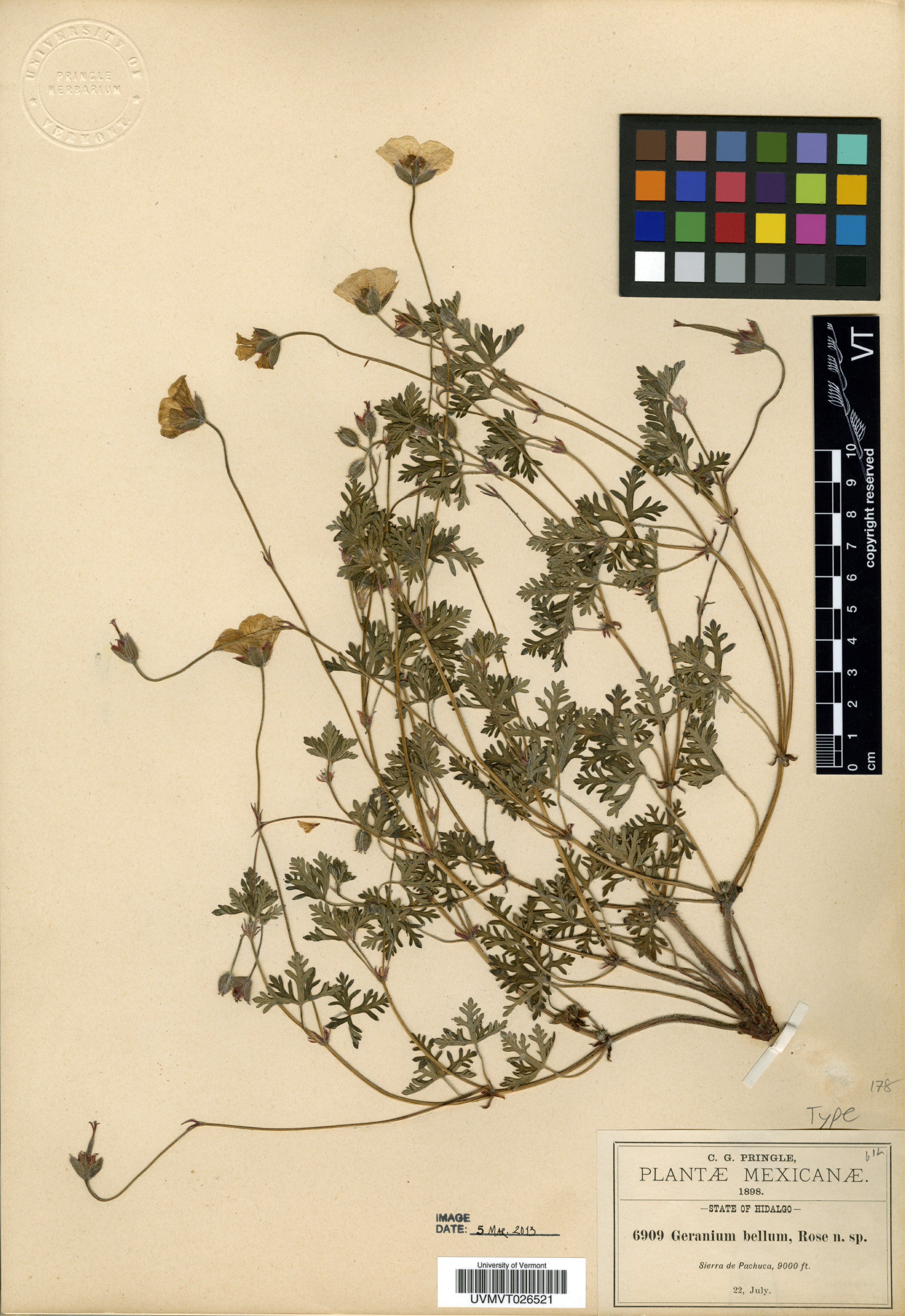 Geranium bellum image