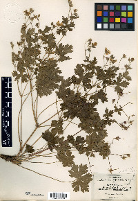 Geranium geoides image