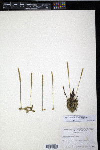 Pseudolycopodiella caroliniana image