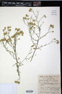 Brickellia eupatorioides var. chlorolepis image