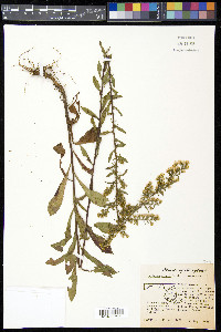 Solidago erecta image