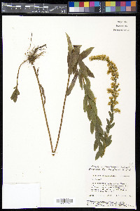 Solidago fistulosa image