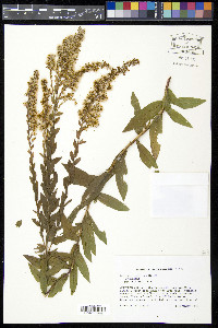 Solidago fistulosa image