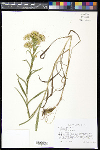 Solidago riddellii image