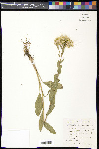 Solidago rigida image