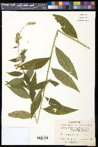 Solidago rugosa var. rugosa image