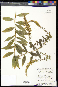 Solidago rugosa subsp. aspera image