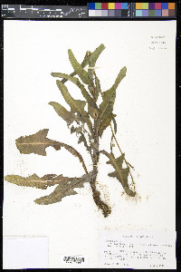 Sonchus arvensis image