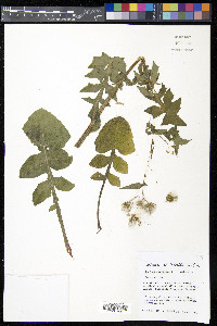 Sonchus oleraceus image