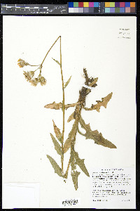 Sonchus arvensis image