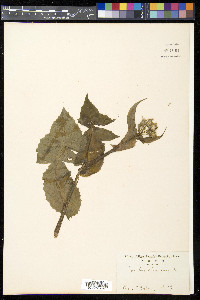 Sonchus oleraceus image