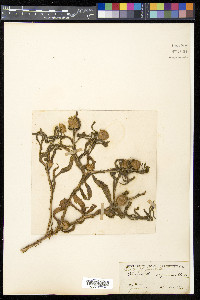 Image of Sphaeranthus peguensis