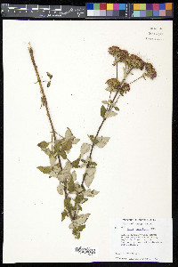 Stevia jorullensis image