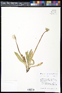 Taraxacum ceratophorum image