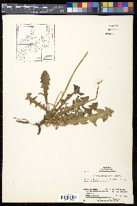 Taraxacum albidum image