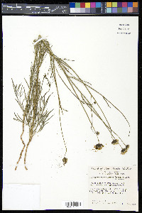 Thelesperma megapotamicum image