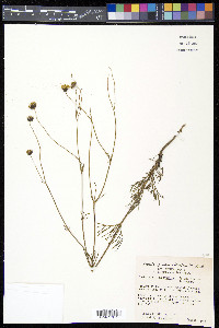 Thelesperma megapotamicum image