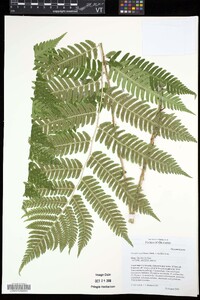 Dryopteris goldieana image