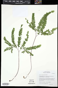 Adiantum aleuticum image