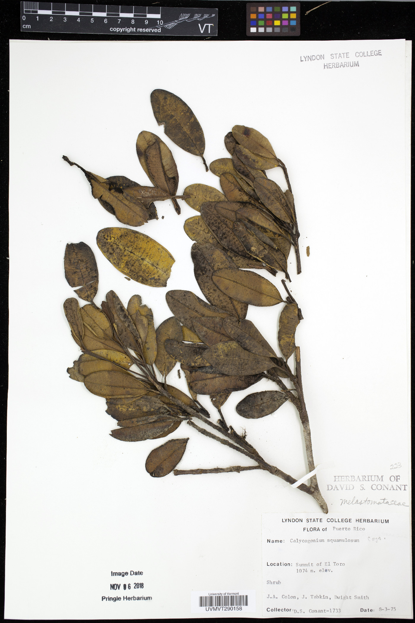 Calycogonium image