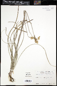 Amianthium muscitoxicum image