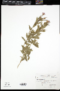 Epilobium hirsutum image