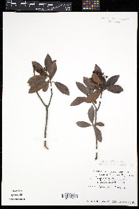 Ardisia escallonioides image