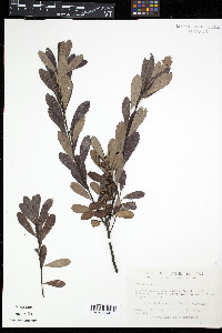 Myrica gale image