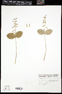 Listera convallarioides image