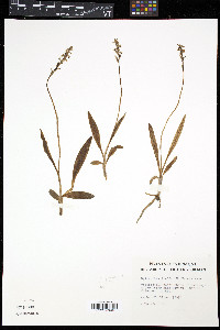 Spiranthes lucida image