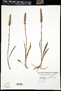 Spiranthes cernua image