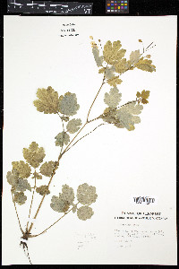 Chelidonium majus image