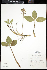 Menyanthes trifoliata image