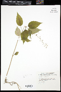 Circaea canadensis image