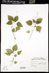 Circaea alpina image