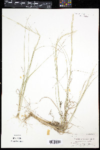 Aristida purpurascens image