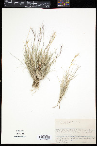 Aristida purpurea var. nealleyi image